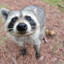 Rango the Raccoon