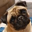 CachorrinFDP