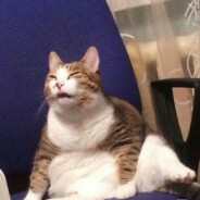 我家猫会后空翻