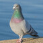 Pigeon