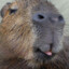 Capybara