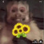 monito mod sexo