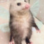 Chonky Possum