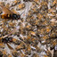 Around 3000 Hornets