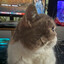 Steam avatar