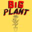 BIG PLANT