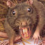 Abhorently_Revolting_Filthy-Rat