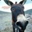 .mR| DonkeyBanger