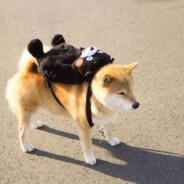 我是开心超人，一开心就要超人