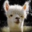 DopeAlpaca