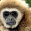 MadGibbon