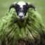 Green_Sheep