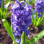 hyacinth