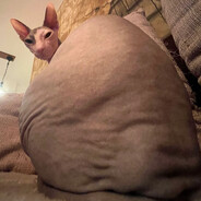 шaлeнa бджилка