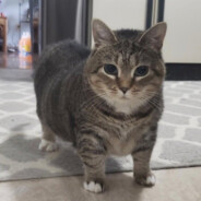 zont1x
