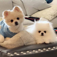 BeBe-Dog