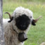 Sheeplover