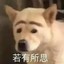 莱卡