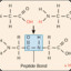 PEPTIDE BONDS