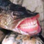 PREDATOR_OFIC