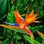 BirdOfParadise