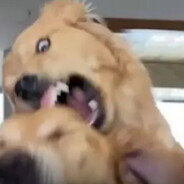 不喜欢吃黑森林