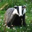 Badger