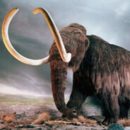 Mamont