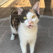 evil mr munchkins man