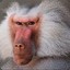 Baboon