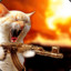 Боевой Котя