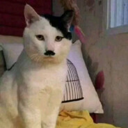 RainbowRealmRuler 🌈👑