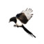 soroka