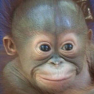 soft white under belly