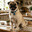TOPDOG