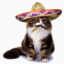 Sombrero CAT