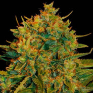 CHONGOLAAAAAAAAAAAAAAAAA