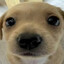 Small Puppy
