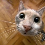 iNNNdifference. - steam id 76561197971020274