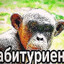 youngtrepa