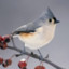 TuftedTitmouse