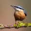 Bird on stick