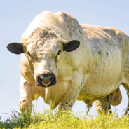 100% Grass Fed Bull