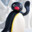 PINGU.TTV