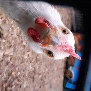 ChickenAss