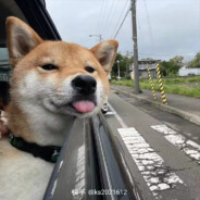 雪燸