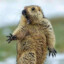 Marmot