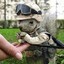 Combat Squirrel