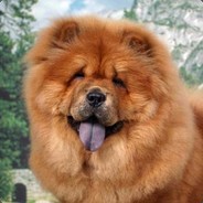 dodge dog