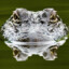 gator